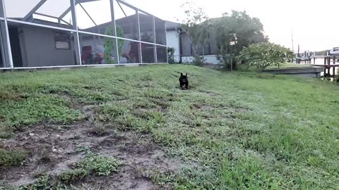 Frenchie Running in Slow-motion