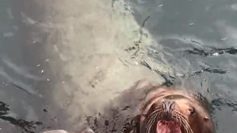 Amazing animals very interesting video
