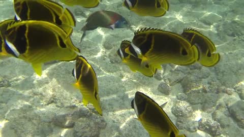 Friendly Raccoon Butterflyfish at Kahaluu