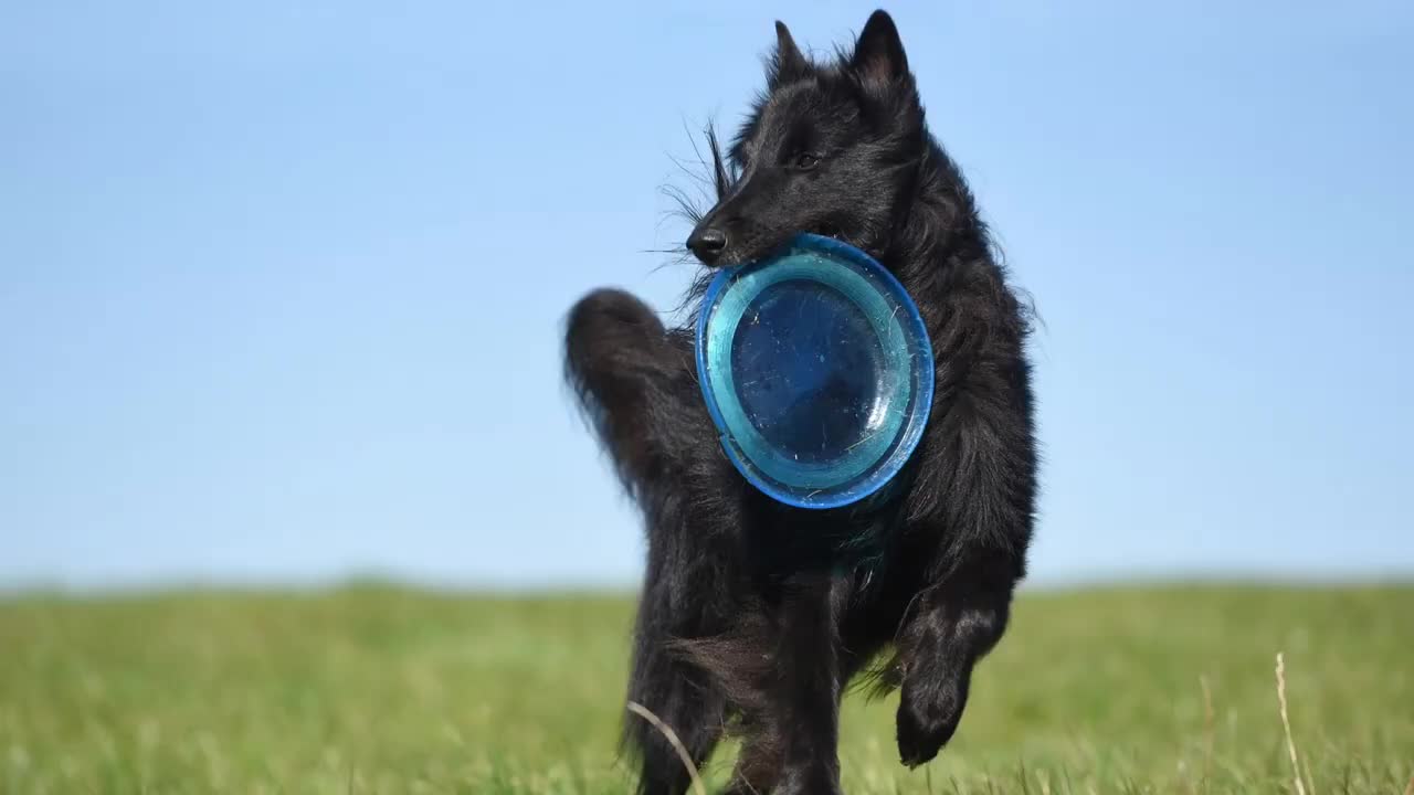 OP10 🐕 Black Dogs - TOP 10 Black Dog Breeds In The World!