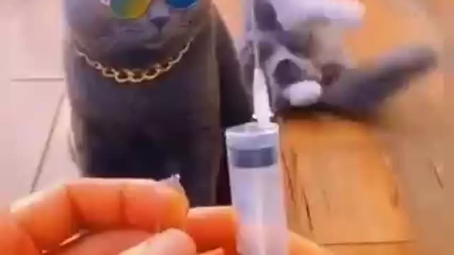 Cat stock when see injection