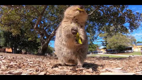 little squirrel eating leaves