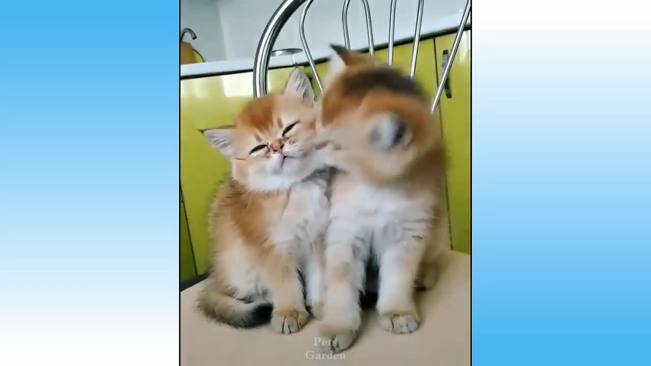 Cute Pets And Funny Animals Compilation Playing Around