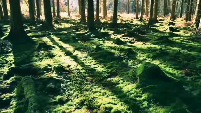 The sun in the forest