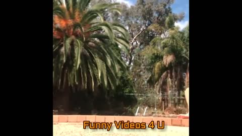 MOST MOST FUNNY VIDEOS