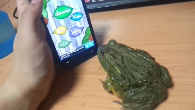 Funny frog playing with