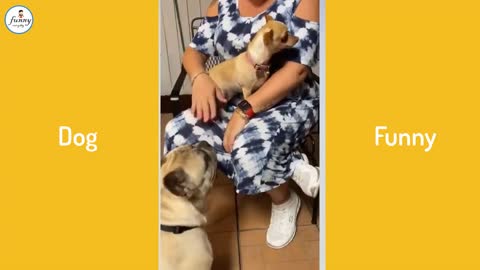 Funny Dog Videos 2021🤣 🐶 Dog Cute , Dog angry lovely