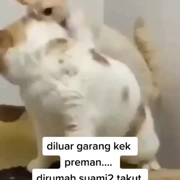 Cats are playing with their family