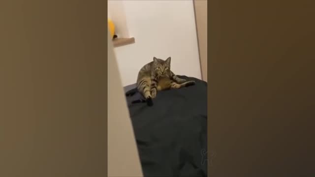 CAT MEMES COMPILATION