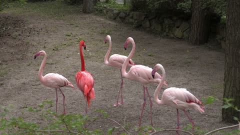 Flamingos at the National Zoo