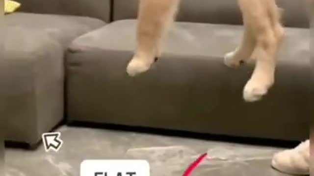 funny cat shot video 02
