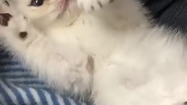 Adorable kitten preciously plays with owners