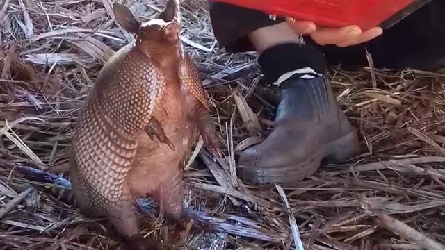 The armadillo with thirst