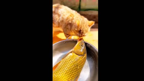 Cat and fish 😹😻❤️