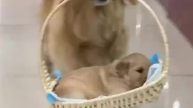 cute dog funny video