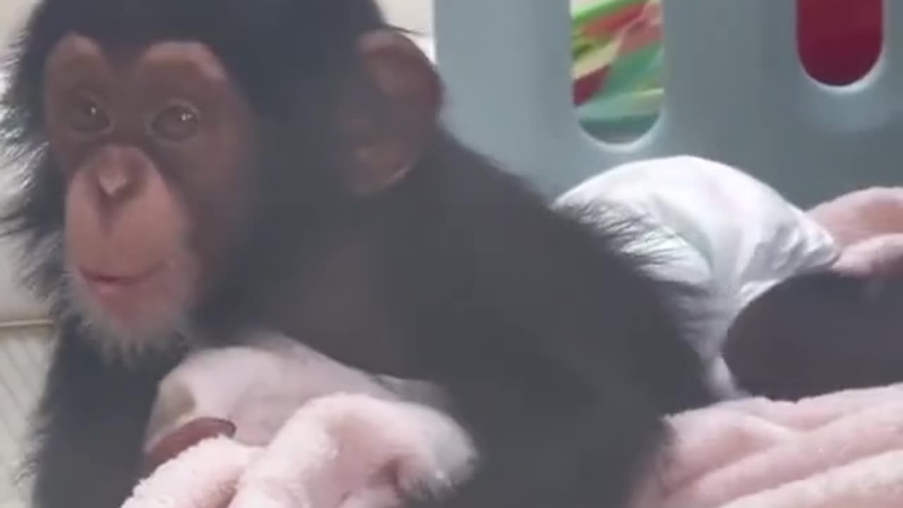 Funny Monkeys videos