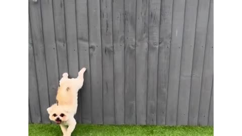 Dog with crazy energy😂💀