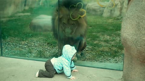 Lion trying to attack baby at zoo