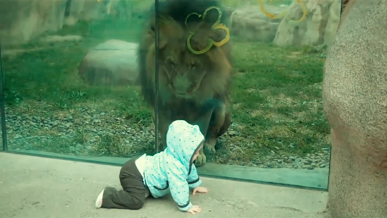 Lion trying to attack baby at zoo