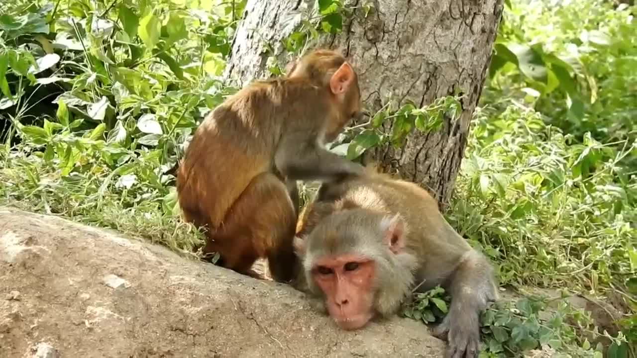 Menky funny video