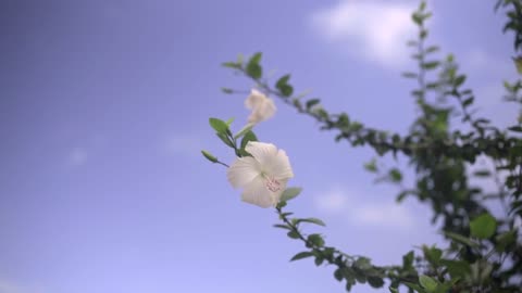 Wind blowing at flowers under a clear sky/4K Shots