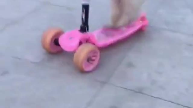 Dog Riding Kickboard Scooter shorts..So Cute!