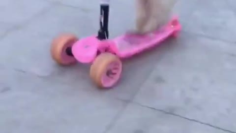 Dog Riding Kickboard Scooter shorts..So Cute!