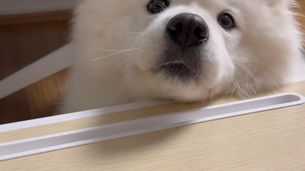 Cute doggo sounds