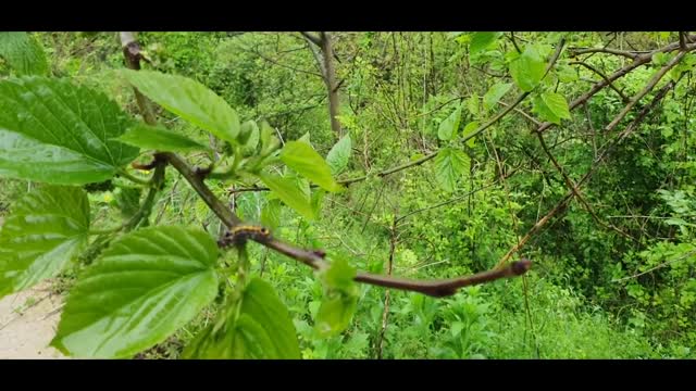 leaf caterpillars