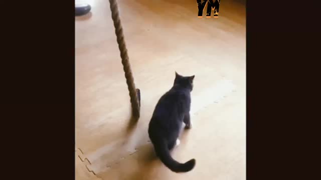 funny cats life 😂 will make you happy,try not to laught😂😂