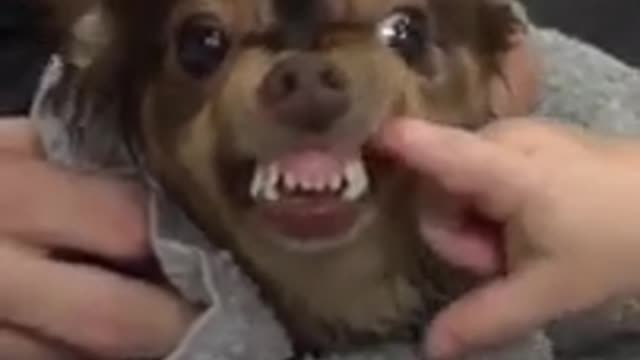 Chihuahua Bravo video