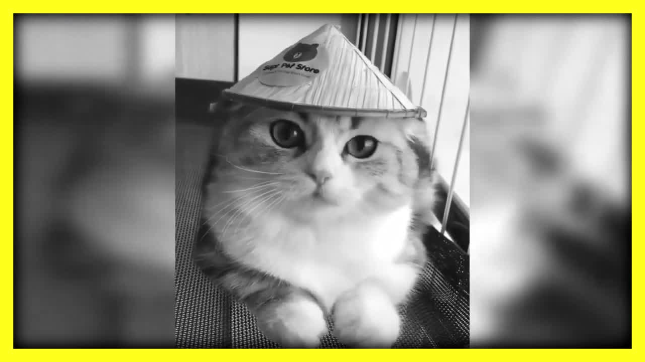 Compilation of the funniest cats and kittens videos 2021😂😂😂