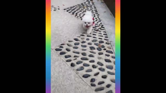 Little Fluff Ball & Dancing white dog 😘😄 Dance on the floor | funny white dog dancing