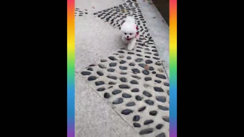 Little Fluff Ball & Dancing white dog 😘😄 Dance on the floor | funny white dog dancing