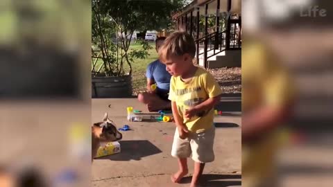 Try Not To Laugh(really funny) 🤣 - Funny Domestic And Wild Animals' Life