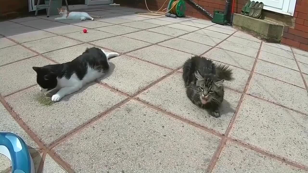 Cats & CatNip