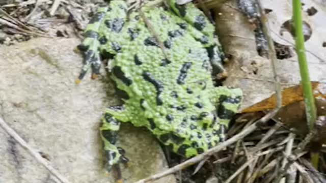 Tickling a shaman frog.