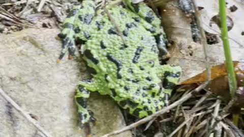 Tickling a shaman frog.