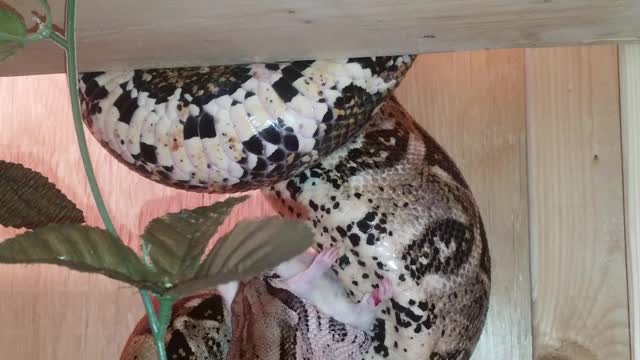 Red Tail Boa Eating A Rat