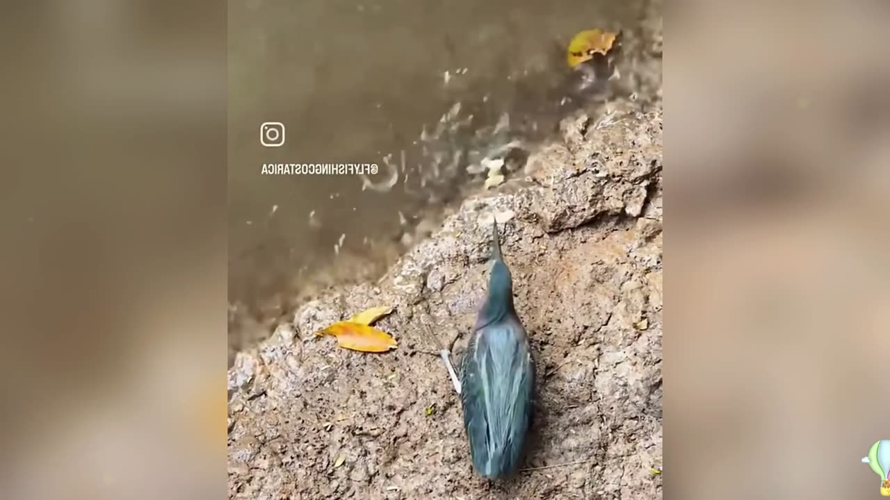 Surprisingly, birds have also learned how to fish!