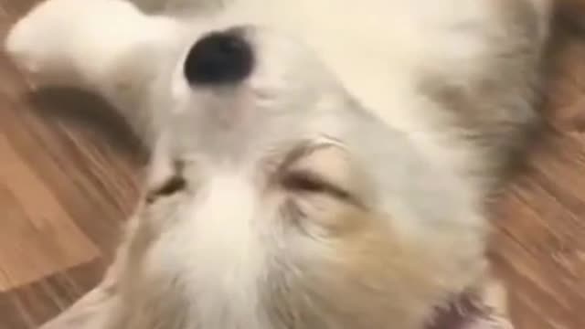 Funny dog video