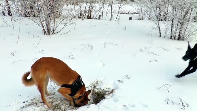 Nice dog looking for something in the ice