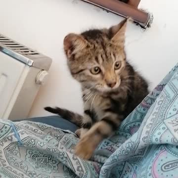 the kitten who wants to fight glasses