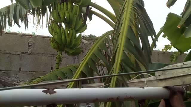 Home-grown banana