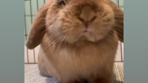 Most funny virela rabbit 🐰 reaction 🤣😂