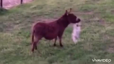 Small puppy is having fun with donkey