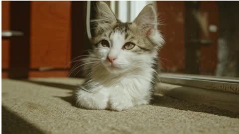 Cats Baby Cats - Cute and Funny Cat Videos CATS will make you LAUGH Funny CAT compilation