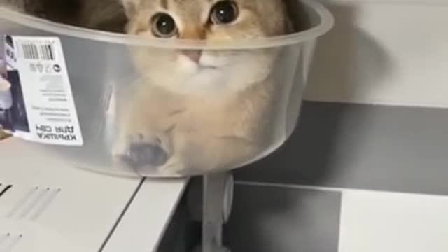 Funny cat