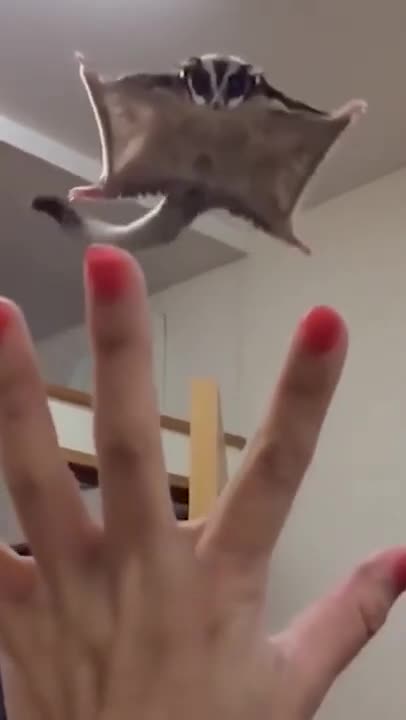 The flying squirrel loves to fly from a height right into the hand of the mistress