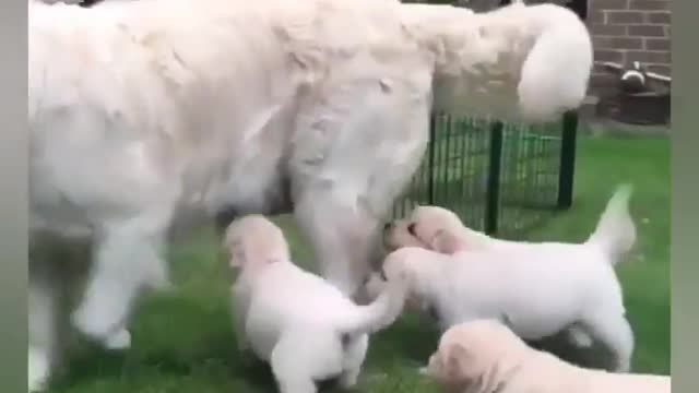 Cute DOG mom Playing With Her Puppies Lovely Moments Compilstion